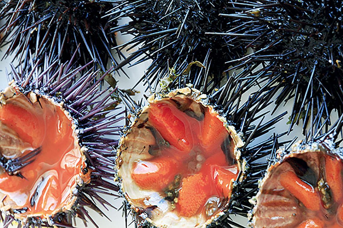 Ricci di mare aperti