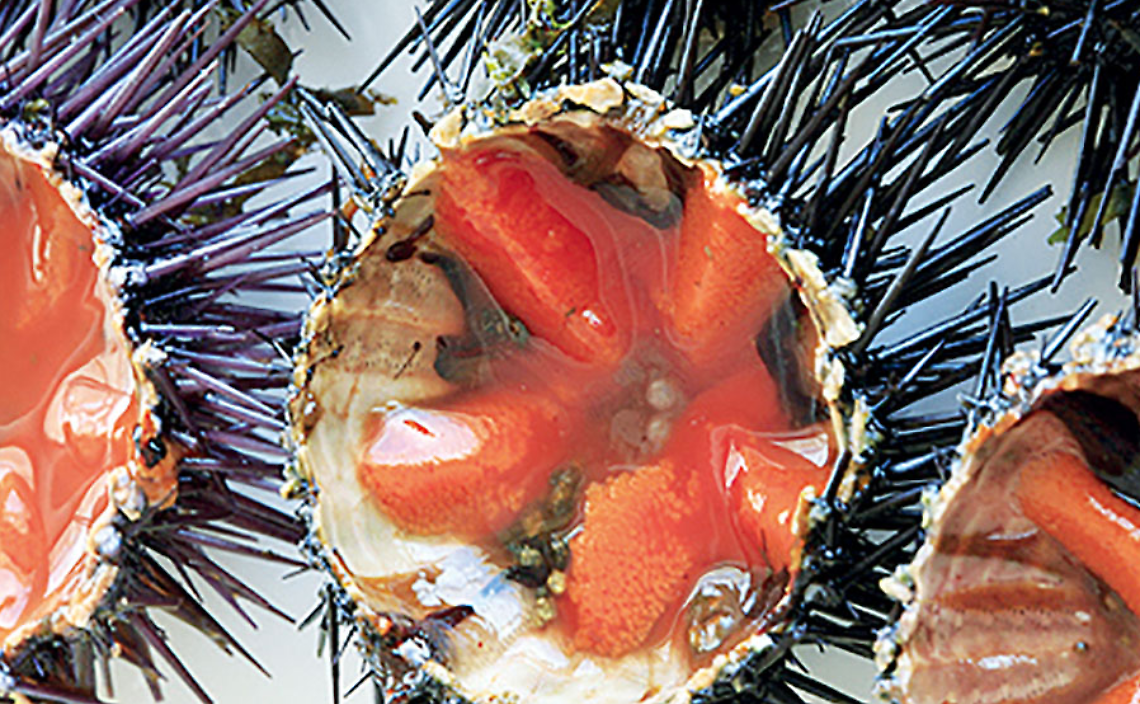 Ricci di mare aperti