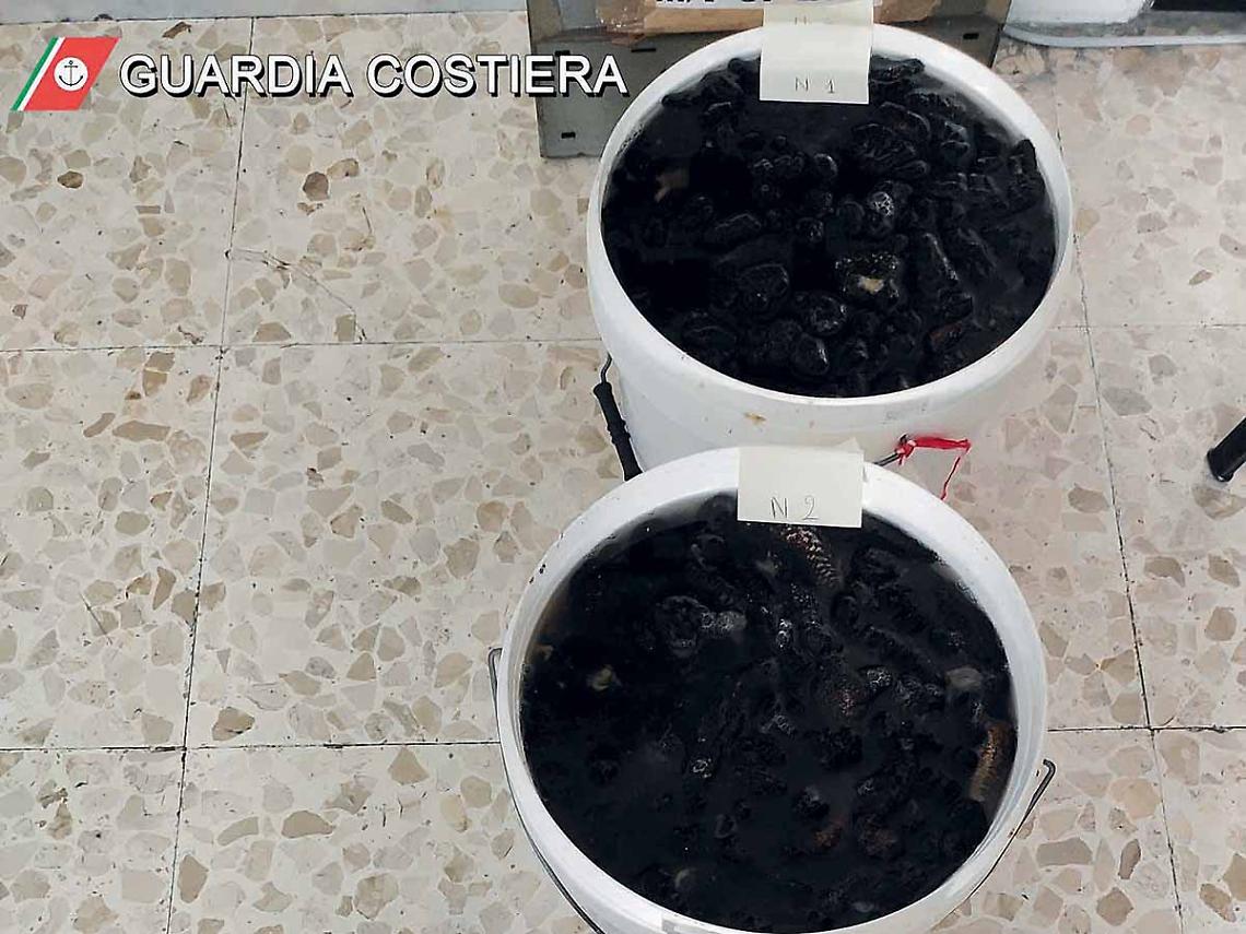 Sequestro di oloturie, scatta il reato di disastro ambientale