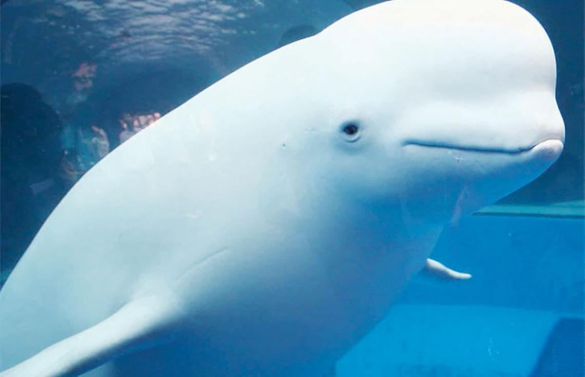 Beluga (da ourmarinespecies.com)