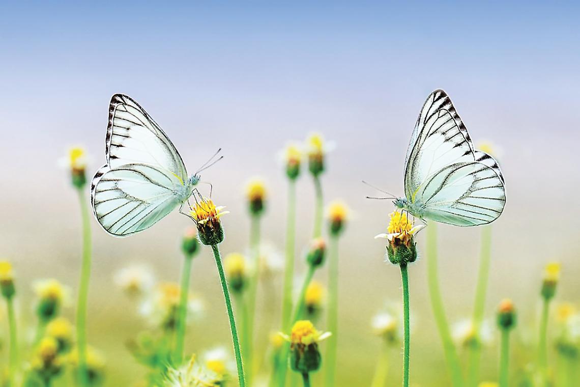 butterflies sulle foglie -1127666_960_720