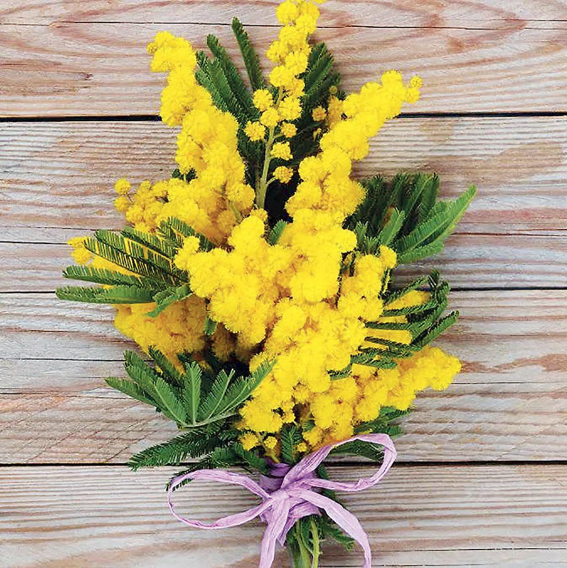 Mimose