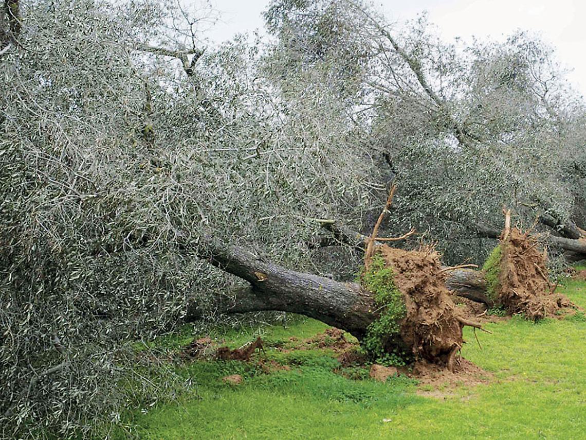 Un ulivo colpito dalla xylella