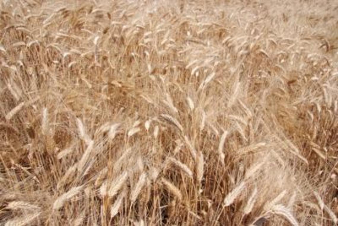 Syngenta, con InterraScan più produttività agricola e consumo d'acqua ridotto