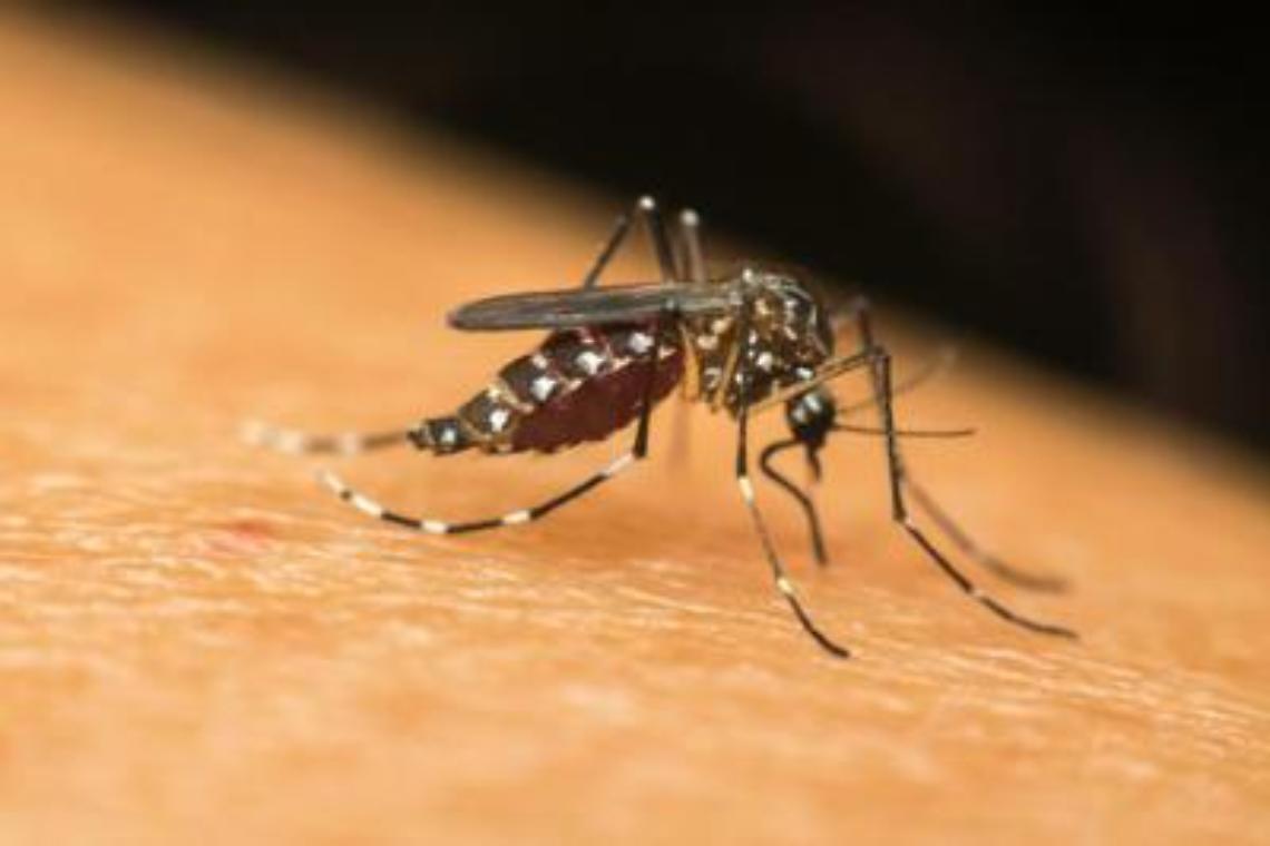 Primo caso di virus West Nile nel Salento: positivo un donatore di sangue