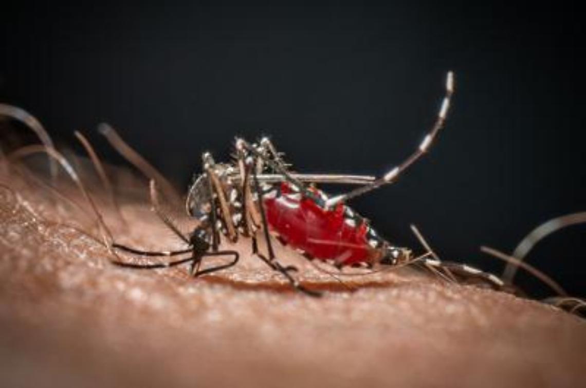 Il sindaco Leccese firma l’ordinanza anti-zanzare dopo due casi di Chikungunya