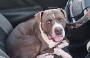 Il pitbull fatto salire sull'auto dopo l'aggressione