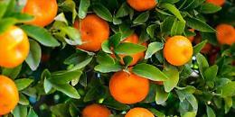 Vitamina C e rimedi contadini, in Puglia una produzione che supera i 100 milioni di euro