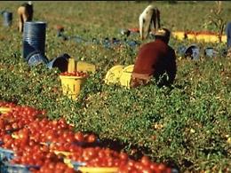 Denunciato imprenditore agricolo, sfruttava un immigrato ospite del Cara