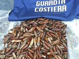 Datteri di mare, disastro ambientale: 59 indagati e 25 arresti per pesca illegale