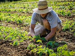Agricoltura, “Fondi Pac solo ai veri agricoltori”