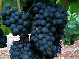 L'agricoltura 4.0 nelle terre del primitivo