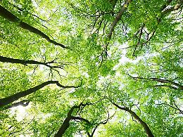 “Dona un albero alla tua città”: cittadini protagonisti del verde urbano