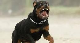 Ragazzina di 12 anni azzannata da un rottweiler: ferita alla gamba e operata