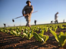 Operai agricoli di Bari e Bat, ripreso il dialogo tra sindacati e aziende