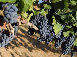 Eolico nelle terre del Primitivo, Di Cuia rilancia la battaglia in Regione