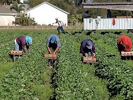 Controlli nelle campagne: lavoro irregolare e gravi violazioni, sospesa un’azienda agricola
