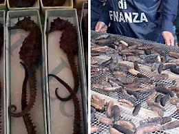 “Cetrioli” e cavallucci sulla via della seta