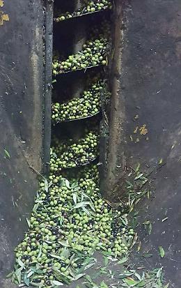 Olio extravergine, nuove regole antifrodi: registrazione obbligatoria delle consegne entro 6 ore