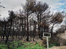 Boschi in cenere, servono fino a 15 anni per rinascere: in Puglia oltre 2.300 incendi nell’estate 2024