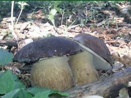 Mangia funghi selvatici raccolti in campagna, muore una donna: la figlia ricoverata per accertamenti