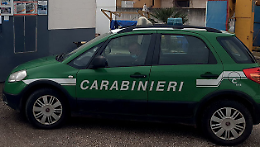 Anaconda, pitoni e un caimano nascosti in casa, scoperto allevamento clandestino