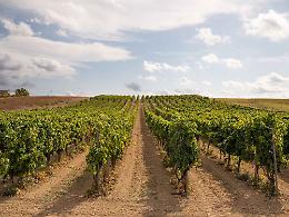 Più tempo per la riconversione dei vigneti e nuovi margini per i produttori