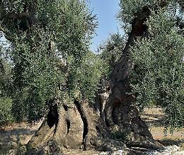Xylella, il Tar Puglia blocca lo sradicamento di un vigneto