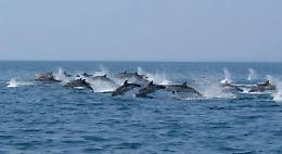 Eolico offshore e cetacei possono convivere: nel Golfo di Taranto 641 avvistamenti dopo l’avvio del parco marino