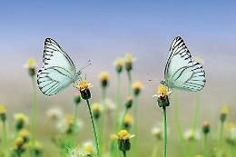 La necessità della politica di andare a scuola di natura