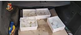 Ricotta, uova e cozze nere pericolose per la salute, raffica di controlli e sequestri