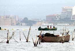 Cozze decontaminate, ecco il progetto