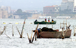 «In fumo novemila tonnellate di cozze»