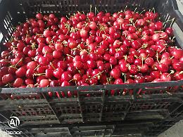 Danni da maltempo, «Gli agricoltori pugliesi hanno bisogno di più fondi per lo stato di calamità naturale»