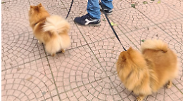 Animali domestici in ufficio, proposta di legge per finanziare baby room e pet hub sul posto di lavoro