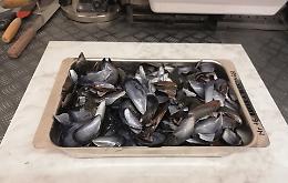 Così i gusci delle cozze diventano una risorsa