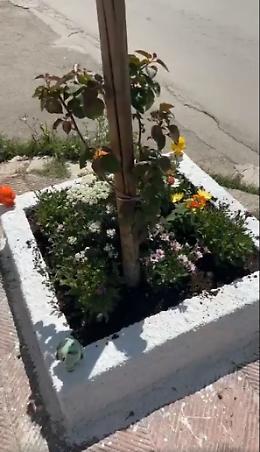 Fiori abusivi, multato un pizzaiolo a Grottaglie. Il buon senso non abita più qui