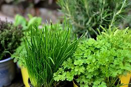 Le erbe aromatiche in giardino, in tazza e in cucina