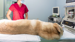 Ospedale veterinario pubblico, c'è il via libera