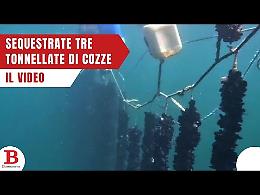 Sequestrate tre tonnellate di cozze