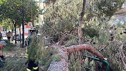 Vento forte e alberi caduti. Auto centrata da un ramo: una donna ferita