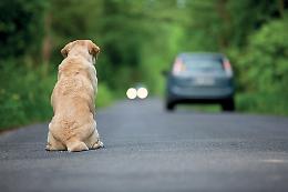 L’abbandono estivo degli animali domestici 
