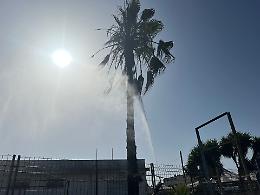 Palma in fiamme in viale Unità d'Italia, pioggia di datteri incandescenti: danneggiate 5 auto