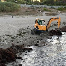 Biomasse spiaggiate, rimozione a Lido Bruno