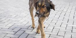 «Subito il Garante regionale per i diritti degli animali e soldi per i rifugi»