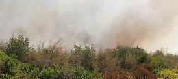 Incendi nel Salento, Pagliaro accusa la Regione: “Canadair arrivati dopo tre ore, il Parco del Rauccio devastato”