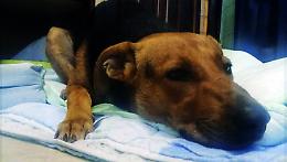 Cane accoltellato, taglia dell'Aidaa