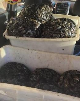 Sequestrati 100 chili di cozze pericolose. Denunciato anche un parcheggiatore abusivo
