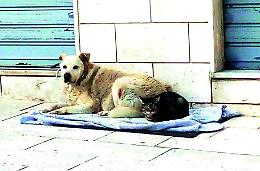 Piccolo e Tigre, amici per sempre