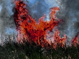 Incendio nell'area del fiume Galeso, l'intervento dei Vigili del Fuoco. Foto e video